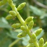  Young flowers with calyx and corolla